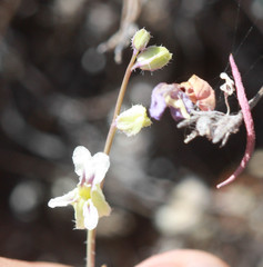 Streptanthus glandulosus secundus
