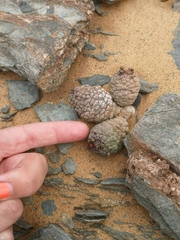 Larryleachia marlothii