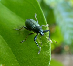 Naupactus auricinctus