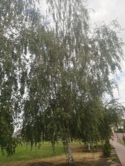 Betula pendula