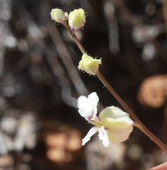 Streptanthus glandulosus secundus