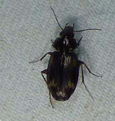 Tetragonoderus