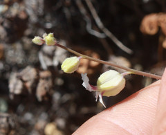 Streptanthus glandulosus secundus
