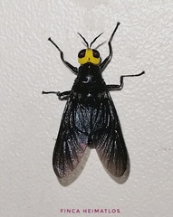 Cyphomyia wiedemanni