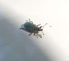 Polydrusus formosus