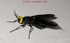 Cyphomyia wiedemanni