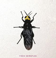 Cyphomyia wiedemanni