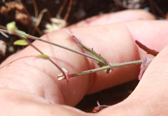Streptanthus glandulosus secundus