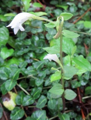 Triphora trianthophoros trianthophoros