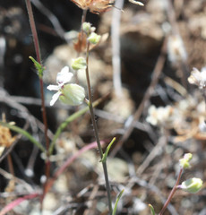 Streptanthus glandulosus secundus