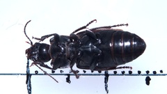 Anisodactylus signatus