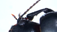 Anisodactylus signatus