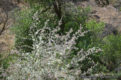 Malacothamnus hallii