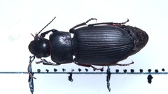Anisodactylus signatus