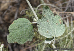 Malacothamnus hallii