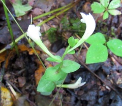 Triphora trianthophoros trianthophoros