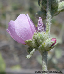Malacothamnus hallii