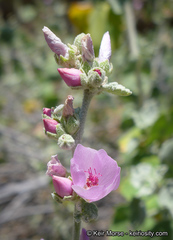 Malacothamnus hallii