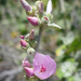 Eastern Bewildering Bushmallow - Photo (c) Keir Morse, some rights reserved (CC BY-NC-ND), uploaded by Keir Morse