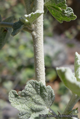 Malacothamnus hallii