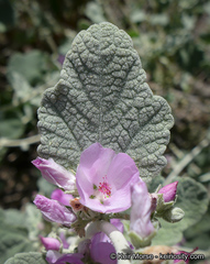 Malacothamnus hallii