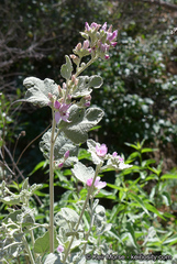 Malacothamnus hallii