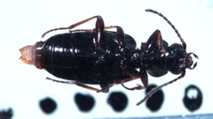 Bembidion lampros