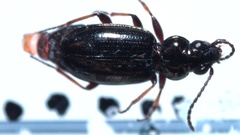Bembidion lampros