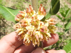 Asclepias obovata