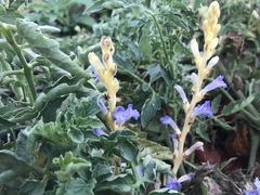 Phelipanche aegyptiaca