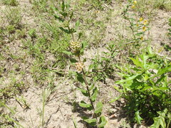 Asclepias obovata