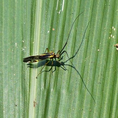 Dictyopsocus pennicornis