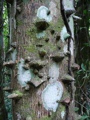 Zanthoxylum leprieurii