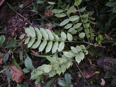 Zanthoxylum leprieurii