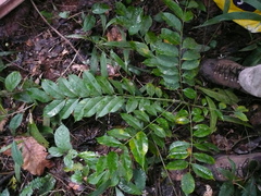 Zanthoxylum leprieurii