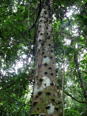 Zanthoxylum leprieurii