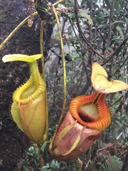 Nepenthes villosa