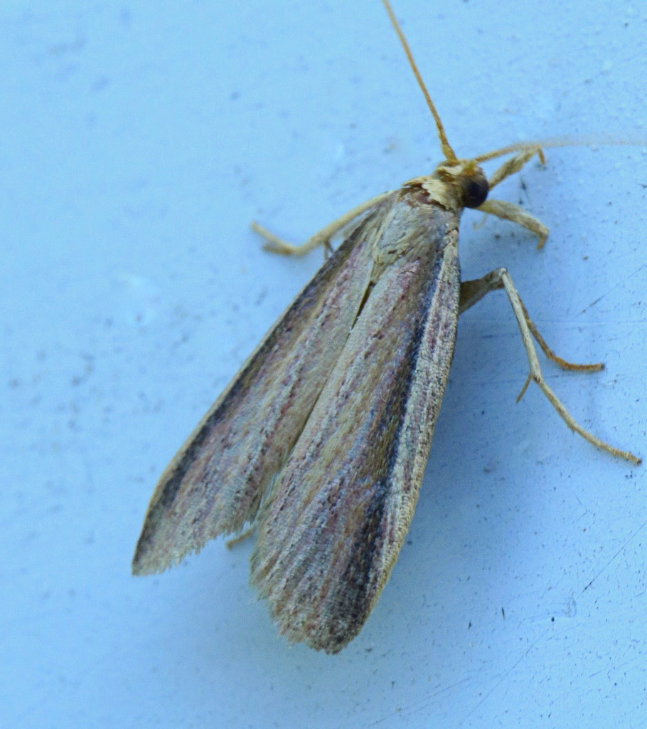 Gemmed Cordgrass Borer
