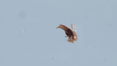 Microlestes minutulus
