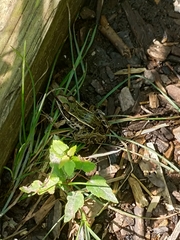 Lithobates kauffeldi