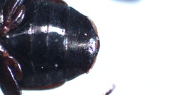 Microlestes minutulus