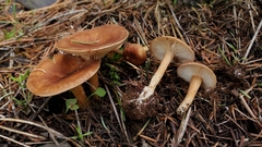 Infundibulicybe squamulosa