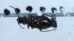 Microlestes minutulus