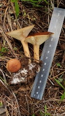 Infundibulicybe squamulosa