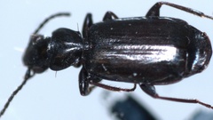 Microlestes minutulus