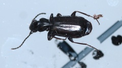 Microlestes minutulus