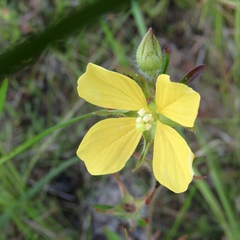 Ludwigia hirtella