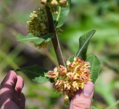 Asclepias obovata