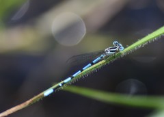 Argia bipunctulata