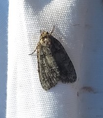 Acronicta immodica